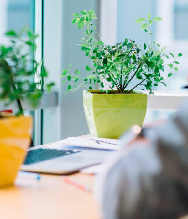 Las plantas en las oficinas Tendencias beneficios y consejos practicos