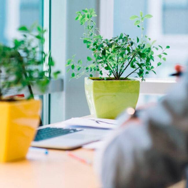 Las plantas en las oficinas Tendencias beneficios y consejos practicos